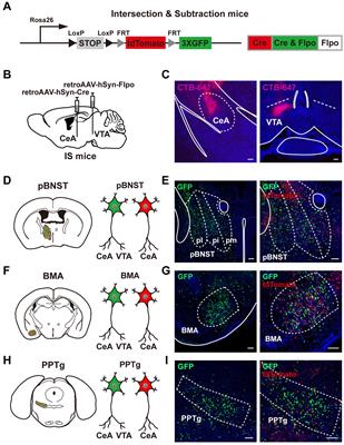 Neurons innervating both the central amygdala and the ventral tegmental area encode different emotional valences